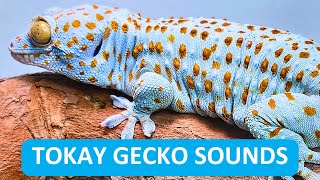 Listen To The Sounds Of Tokay Geckos While Feeding And Cleaning Their Cage [upl. by Notpmah]