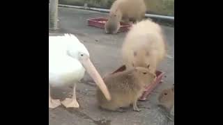 Pelican Try To Eat Capybara 😠😳😭🐭 [upl. by Ahsirt]