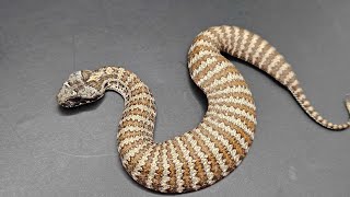 NEW ELAPID  australianwildlife snake reptiles elapidae [upl. by Hanauq]