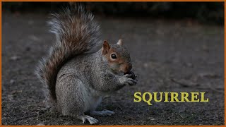 Squirrel sounds at night  Squirrel noises sounds  Squirrel barking  Grey squirrel call [upl. by Azne733]