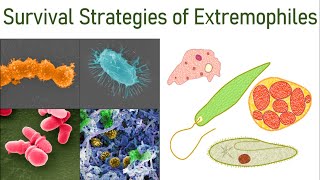 Extremophiles Part2 Survival Strategies of Microbes in Extreme Environmental Conditions [upl. by Tita353]