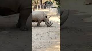 Rhinoceros shorts youtubeshorts lahorezoo rhinoceros [upl. by Madelena]