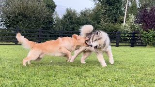 Golden Retriever And Giant Husky Are Best Friends But They Are Crazy [upl. by Leighton]