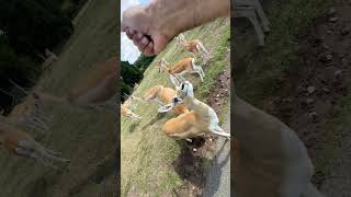 First Time Feeding a Deer 🦌 shorts wildlife deer [upl. by Behm]