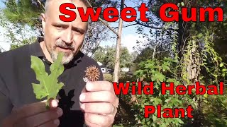 Sweet gum Wild edible and herbal plant [upl. by Sivahc]