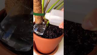 New growth plants beautiful soilpot soillove soilgrown garden soiltypes farming propagation [upl. by Alenairam]