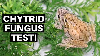 How To Test Amphibians For Chytrid Fungus  Benjamins Exotics [upl. by Anirbak]