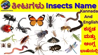 Insects Name ಕೀಟಗಳು30 Insects Name in Kannada And English insects ಕೀಟ insectsnames [upl. by Brownley22]