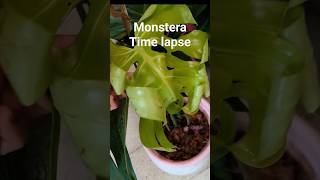 Monstera leaf time lapselarge leavesmonstera deliciousindoor plantshorts [upl. by Galatia]