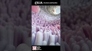 Cilia  Structure And Function  Animation [upl. by Osmen532]