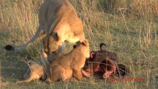 Lion cubs and mothers playing and eating get interrupted by Daddy [upl. by Ewell]