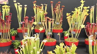 Sarracenias Pitcher Plants [upl. by Lenrad74]