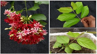 Rangoon Creeper I Madhumalti Plant l How to Grow Rangoon Creeper From Cutting l [upl. by Eiramasil]