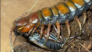 Barbados giant centipede Scolopendra angulata feeding black cricket [upl. by Dolhenty]