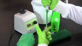 Serial Dilution and Plate Counts [upl. by Assyn]