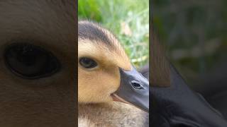 Baby duckers😍 cute cuteanimals cuteanimalvideos life real backyardwildlife duck [upl. by Ahsel]