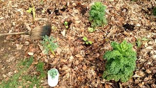 Mon Seul Outil pour Repiquer Semis dans Sol Couvert en Jardin Potager  Repiquage Bouture Chou Kale [upl. by Walston]