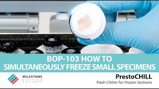 PrestoCHILL  BOP103  How to simultaneously freeze small specimens [upl. by Cooley]