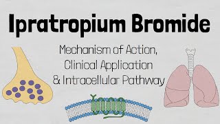 Ipratropium Bromide Mechanism of action [upl. by Homans946]