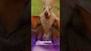 The Hammer Headed Bat as a Mysterious Creature from Africa shorts [upl. by Ardiedak]