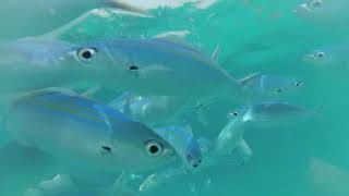 🇲🇻 Fish feeding Snorkeling 🐠 Rasdhoo Madivaru Finolhu Maldives 🏝 [upl. by Linnette]