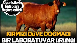 O DÜVE KESİLİRSE NE OLUR SEÇİM SONUÇLARI VE KIRMIZI DÜVE KEHANETİ [upl. by Andie]