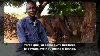 Les exploitations agricoles peuventelles nourrir le Sénégal [upl. by Cuttler]