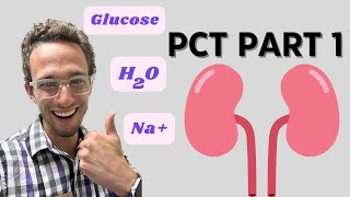 Proximal Convoluted Tubule Reabsorption Part 1 amp Diabetes [upl. by Nandor669]