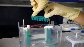 Polyacrylamide Gel Electrophoresis PAGE  Amrita University [upl. by Vail]