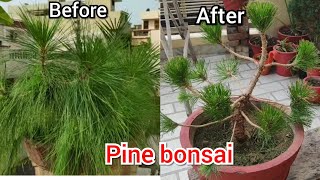 My first PINE TREE BONSAI with care n tips😊👍 [upl. by Sukramaj]