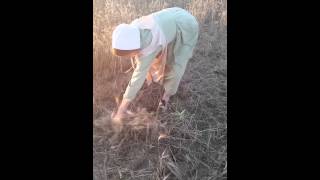 Harvesting Wheat by Hand [upl. by Piper]