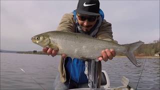 CorégoneFéra du Haut Doubs  Les salmonidés du lac st point [upl. by Mulford385]