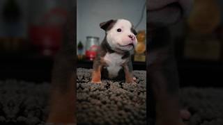 Adorable 6WeekOld Pocket Bully Puppies from King Koopa X Nala 🐶 [upl. by Vilberg]