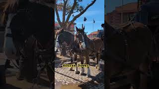 High Capacity Motorcycles and Hourse Cart stockyards fortworth dallas fun festival [upl. by Manella]