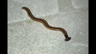 Hammerhead worm Bipalium kewense in my basement Wy is this thing in my house [upl. by Ilyak]