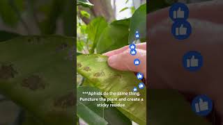 Growing Your Own Citrus Dream Lemon Lime Tree Care Tips [upl. by Ilonka]