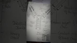 Structure of antibody boardsexam [upl. by Atsirt]