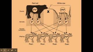 612 Patterns of inhertiance b Codominance [upl. by Krenek]