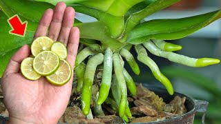 1 Thin Slice Per Plant Roots Leaves And Orchids All Bloom Crazy [upl. by Robbins]