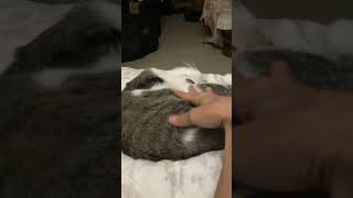 Kin kin kitty receives specific petting during deep sleep [upl. by Orly]