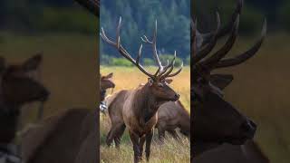 The Elk Rut Nature’s Wildest Show shorts elkrut wildlife usa [upl. by Alyad341]