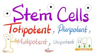 Stem Cells Types Totipotent Pluripotent Multipotent and Unipotent  Teratogens  Biology [upl. by Tarrah624]