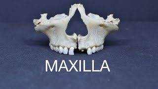 MAXILLA [upl. by Hallimaj348]