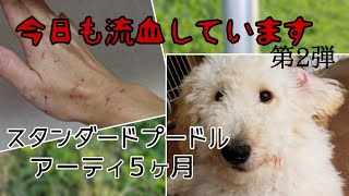 スタンダードプードル アーティ５ヶ月になりました いつもいつも、流血の我が家・・床や玩具には、血痕が・・ [upl. by Prady538]