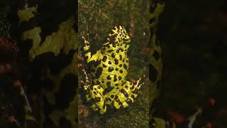 🐸●⁴•⁷ Oriental FireBellied Toads Bombina orientalis in FireBellied Toad Family Bombinatoridae [upl. by Kendre]