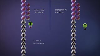 Illumina  XLEAPSBS™ Chemistry [upl. by Akeemat66]