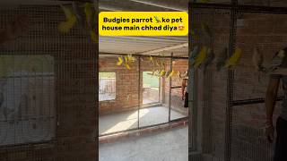 Budgies parrot 🦜 ko new pet house main chhod diya😍 petlover pigeon kabutar budgies parrot [upl. by Dorene]