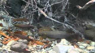 Tongariro National Trout Centre  Kokopu tank [upl. by Nairred]