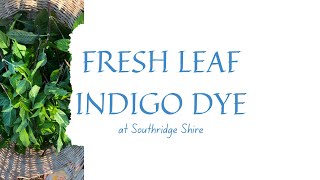 Fresh Leaf Indigo Dyeing [upl. by Adnuhsat]