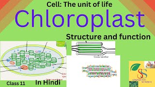 Chloroplast Structure and Functionclass 11 in Hindi [upl. by Padraic]